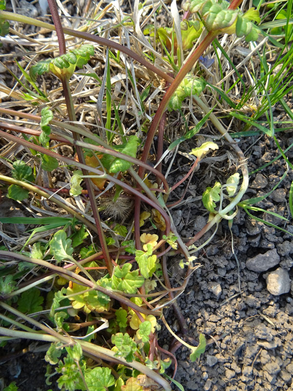 Lamium amplexicaule - Lamiaceae (Labiatae)